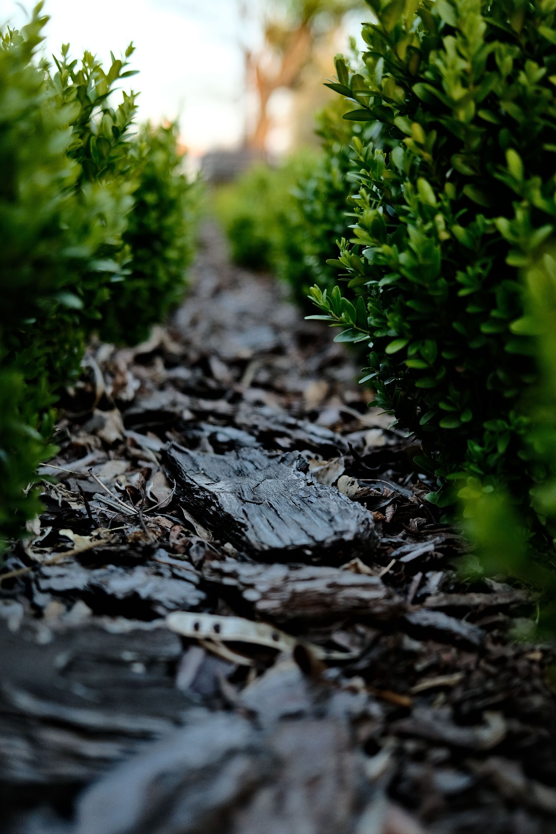 Low-angle close-up of a garden pathway with mulch and boxwood, capturing texture and lush greenery.