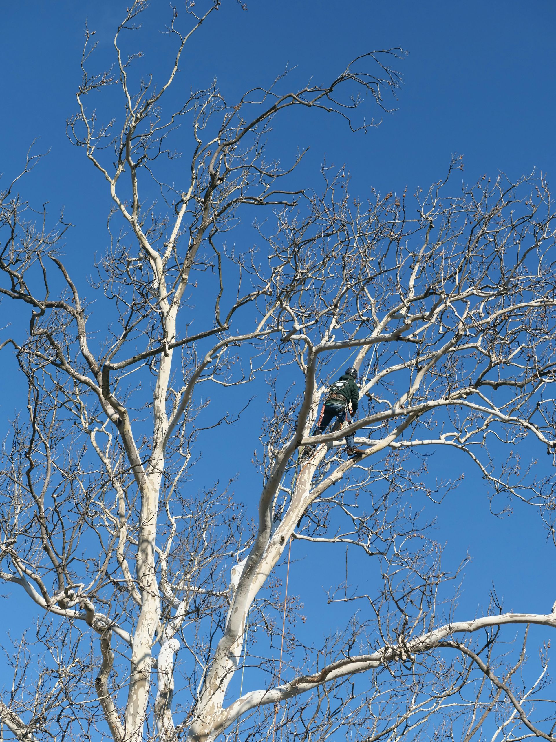 A person climbs a bare tree against a blue sky